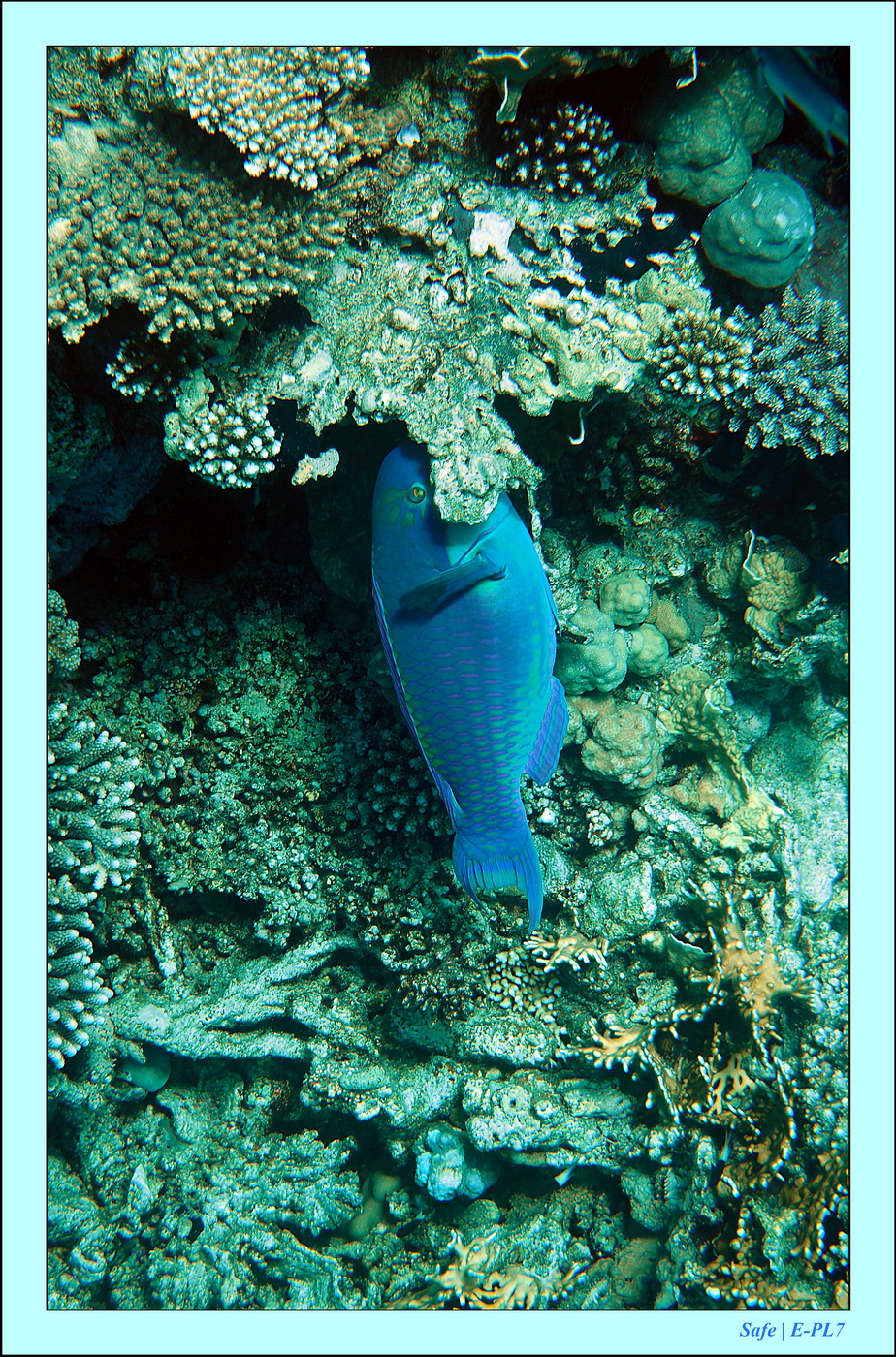 2023 - 03 - Charm El Sheikh - 29